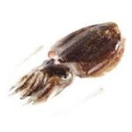 SEICHE (SEPIA ) AU KG