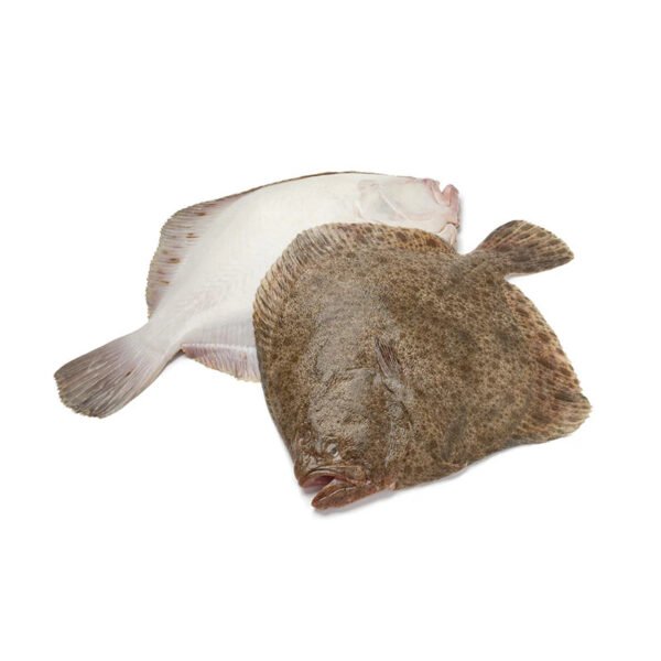 SOLE TURBOT AU KG