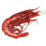 CREVETTE ROYALE AU KG