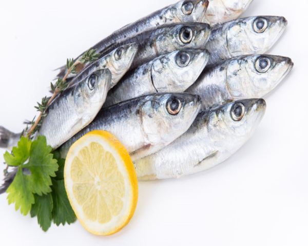 SARDINE AU KG